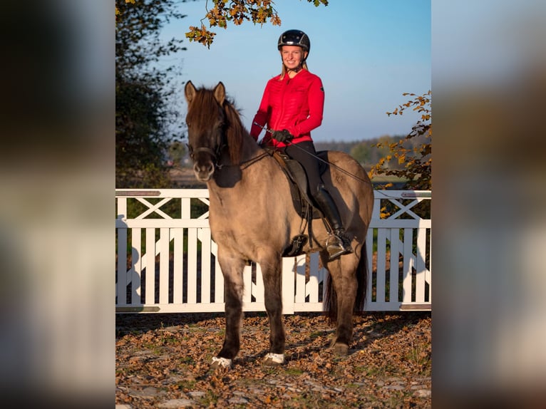Caballos islandeses Yegua 7 años 153 cm Bayo in Lehmrade