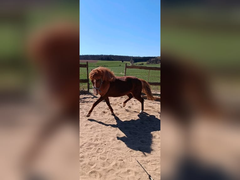 Caballos islandeses Yegua 7 años in H&#xFC;nfeld