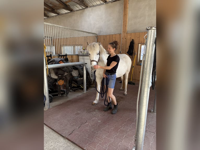 Caballos islandeses Yegua 7 años  in Seesbach