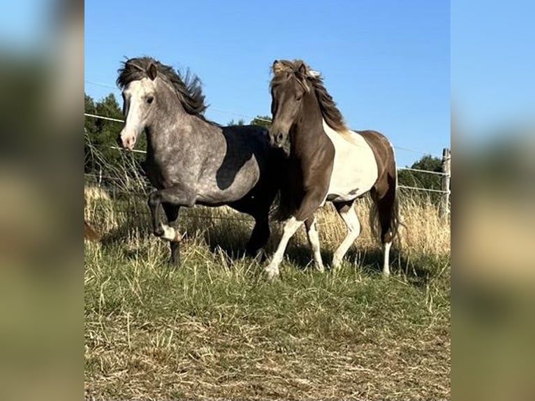 Caballos islandeses Yegua 7 años  in Seesbach