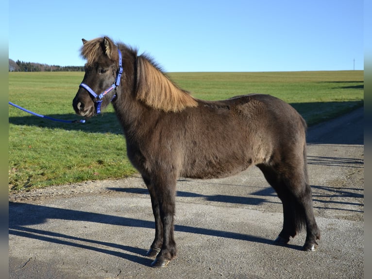 Caballos islandeses Yegua 7 años Negro in Straßwalchen