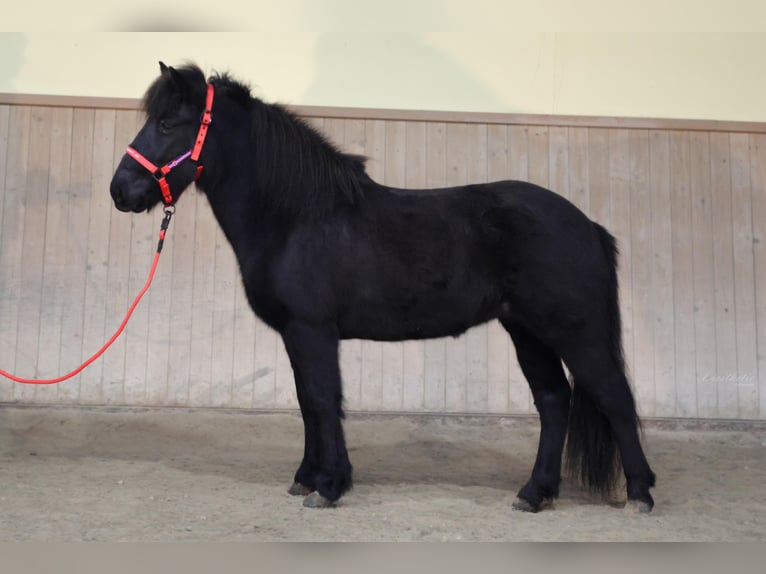 Caballos islandeses Yegua 7 años Negro in Straßwalchen