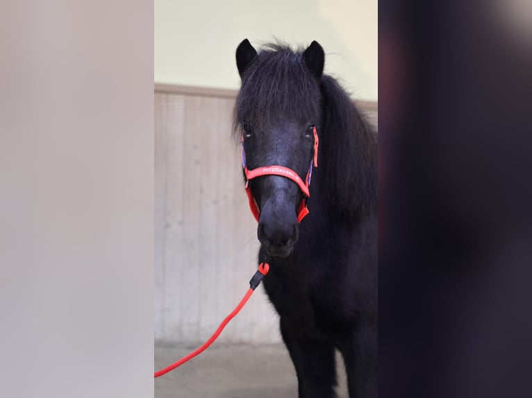 Caballos islandeses Yegua 7 años Negro in Straßwalchen