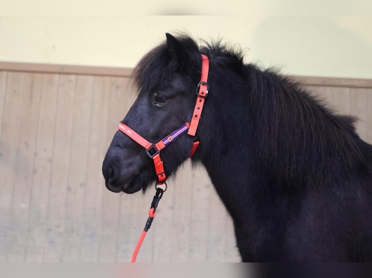 Caballos islandeses Yegua 7 años Negro in Straßwalchen