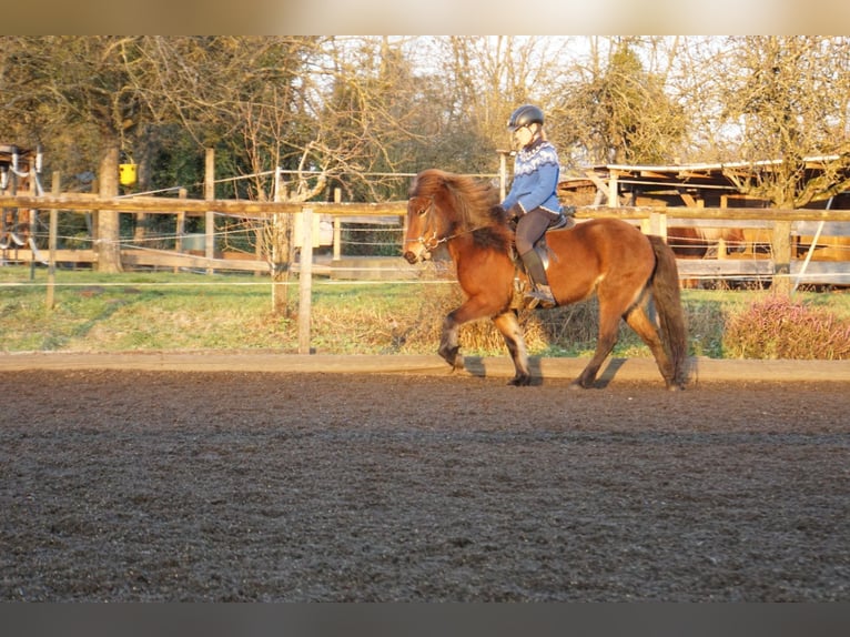 Caballos islandeses Yegua 8 años 132 cm Castaño in Emmendingen