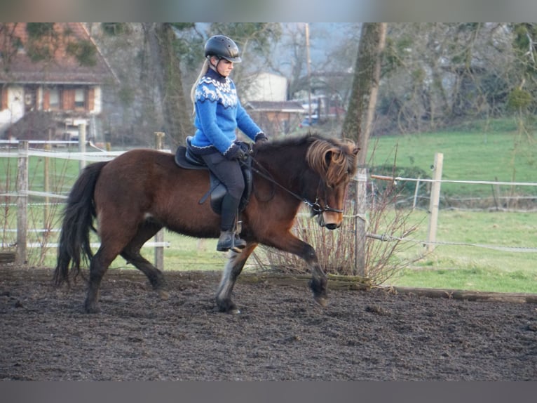 Caballos islandeses Yegua 8 años 132 cm Castaño in Emmendingen