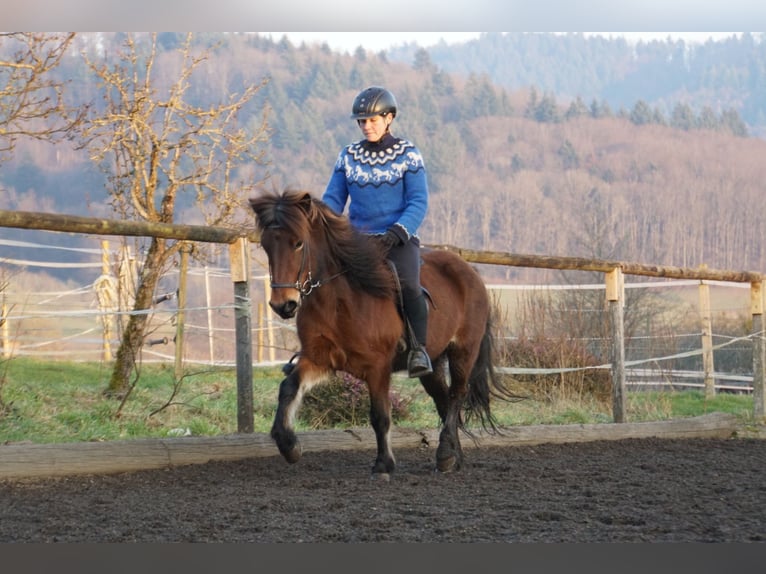 Caballos islandeses Yegua 8 años 132 cm Castaño in Emmendingen