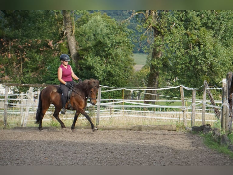 Caballos islandeses Yegua 8 años 132 cm Castaño in Emmendingen