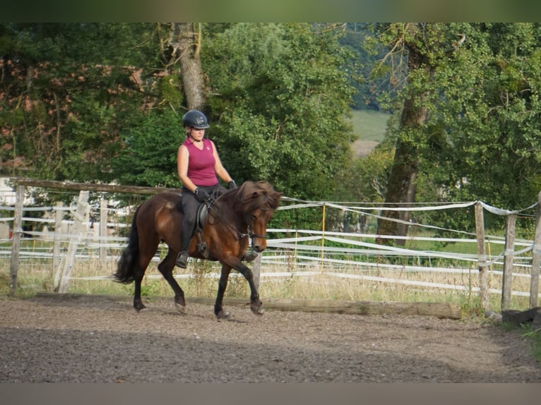 Caballos islandeses Yegua 8 años 132 cm Castaño in Emmendingen