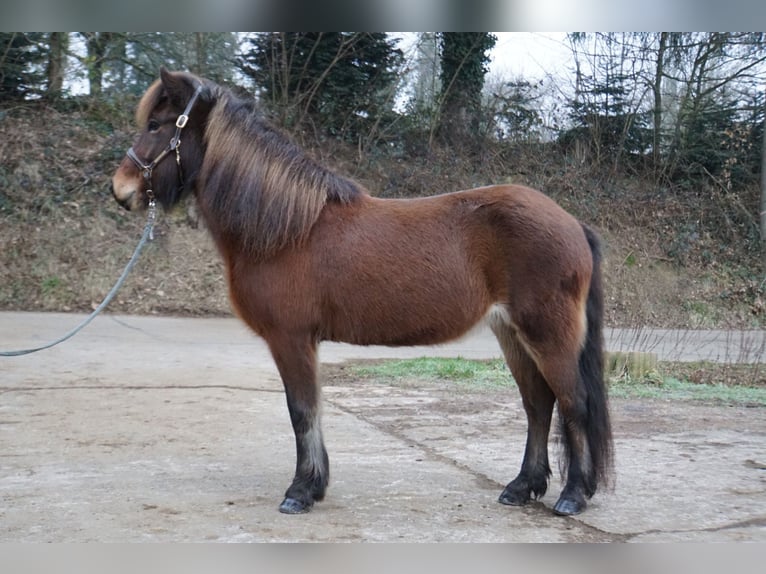 Caballos islandeses Yegua 8 años 132 cm Castaño in Emmendingen