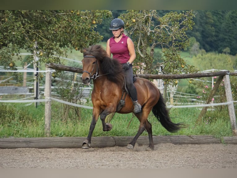 Caballos islandeses Yegua 8 años 132 cm Castaño in Emmendingen