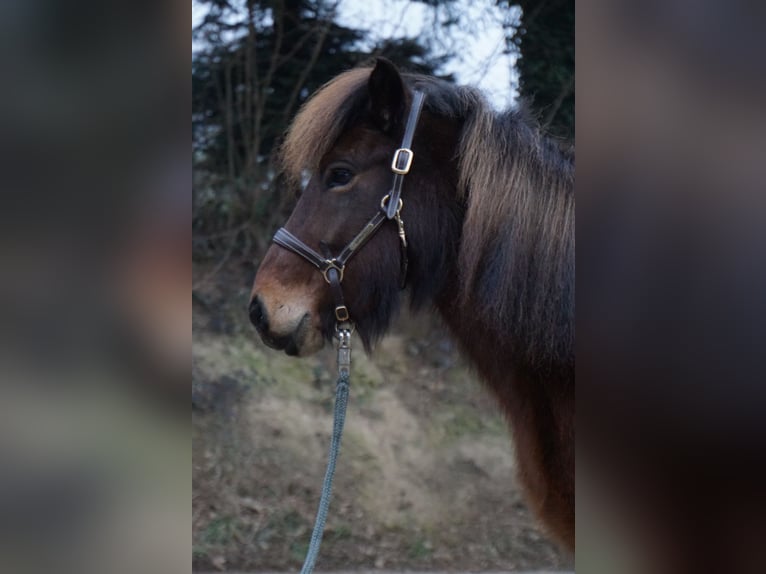 Caballos islandeses Yegua 8 años 132 cm Castaño in Emmendingen