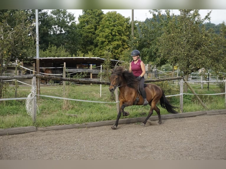 Caballos islandeses Yegua 8 años 132 cm Castaño in Emmendingen