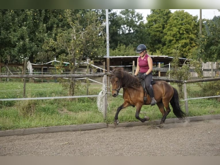 Caballos islandeses Yegua 8 años 132 cm Castaño in Emmendingen