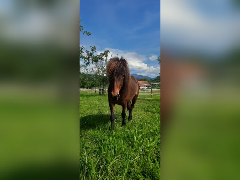 Caballos islandeses Yegua 8 años 132 cm Castaño in Emmendingen