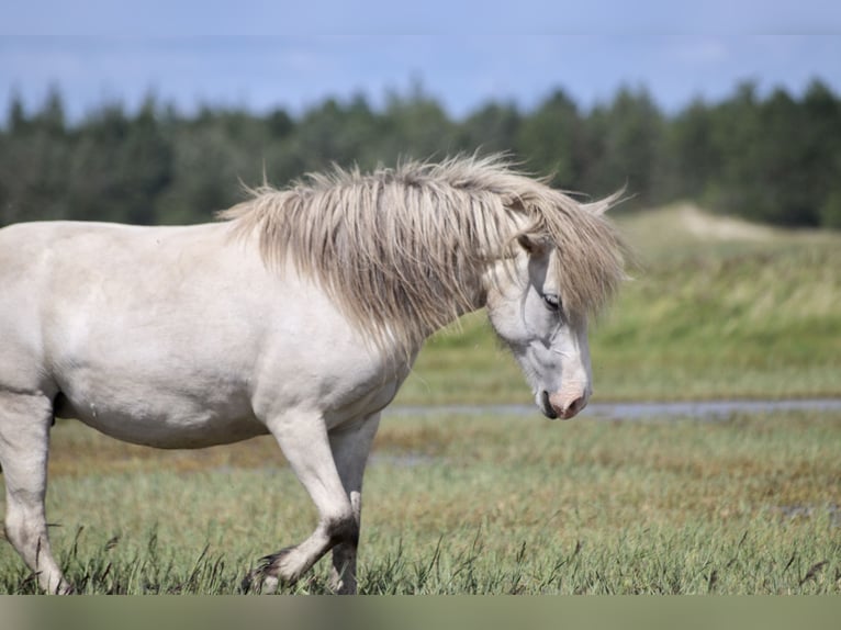 Caballos islandeses Yegua 8 años 133 cm Tordo in Blåvand