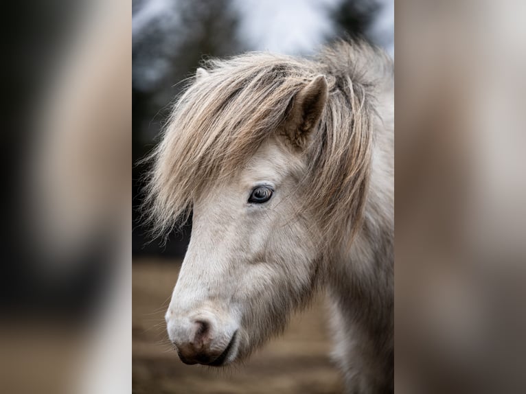 Caballos islandeses Yegua 8 años 133 cm Tordo in Blåvand