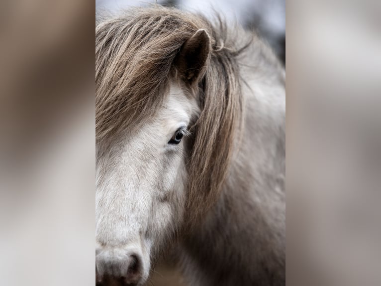 Caballos islandeses Yegua 8 años 133 cm Tordo in Blåvand