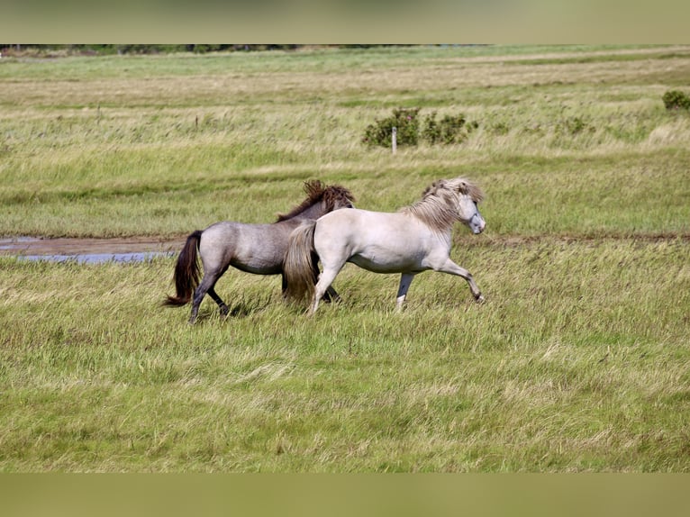 Caballos islandeses Yegua 8 años 133 cm Tordo in Blåvand