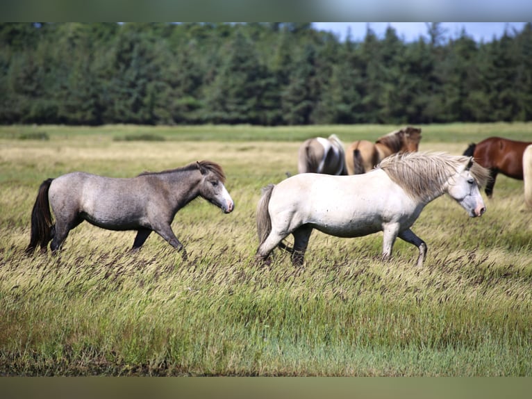 Caballos islandeses Yegua 8 años 133 cm Tordo in Blåvand