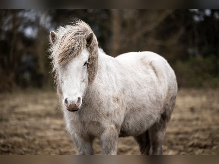 Caballos islandeses Yegua 8 años 133 cm Tordo in Blåvand