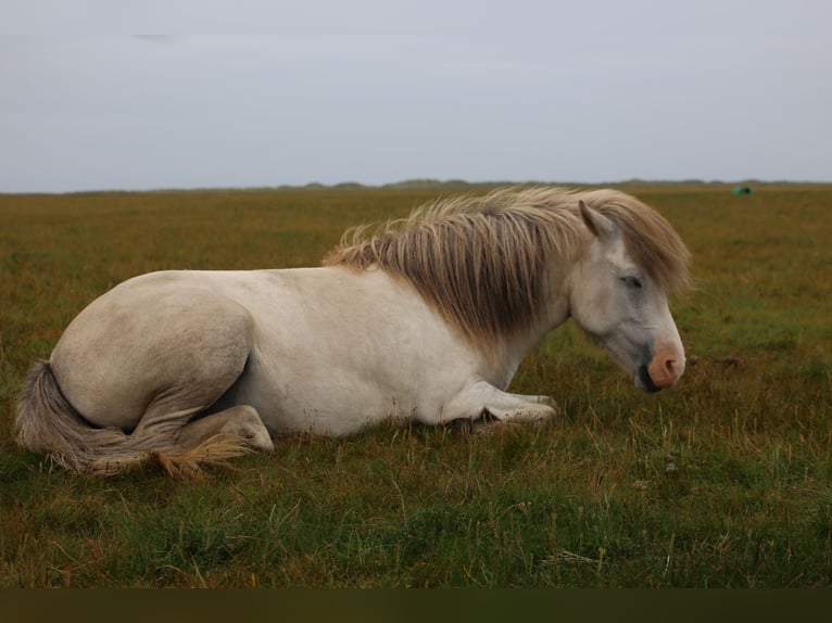 Caballos islandeses Yegua 8 años 133 cm Tordo in Blåvand