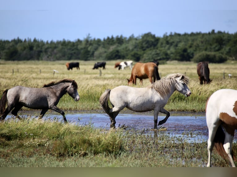 Caballos islandeses Yegua 8 años 133 cm Tordo in Blåvand