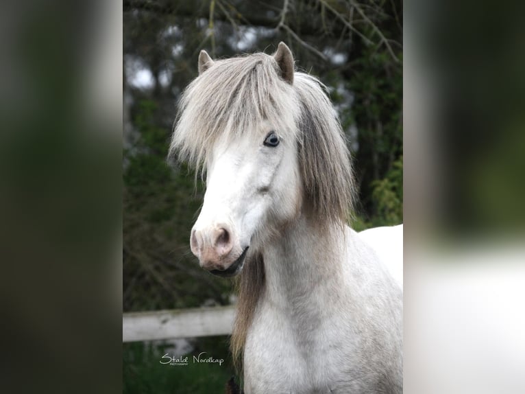 Caballos islandeses Yegua 8 años 133 cm Tordo in Blåvand