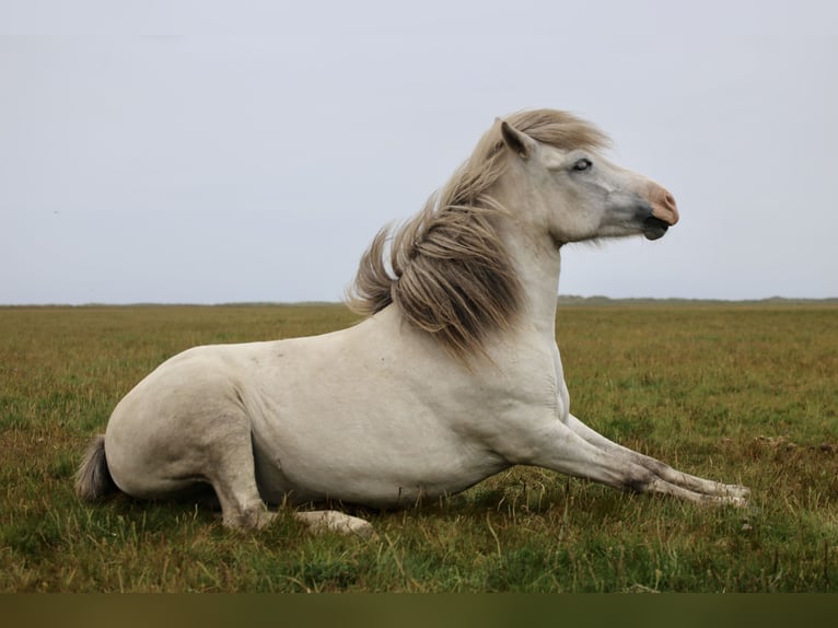 Caballos islandeses Yegua 8 años 133 cm Tordo in Blåvand