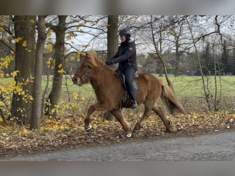 Caballos islandeses Yegua 8 años 134 cm Alazán in Schneverdingen