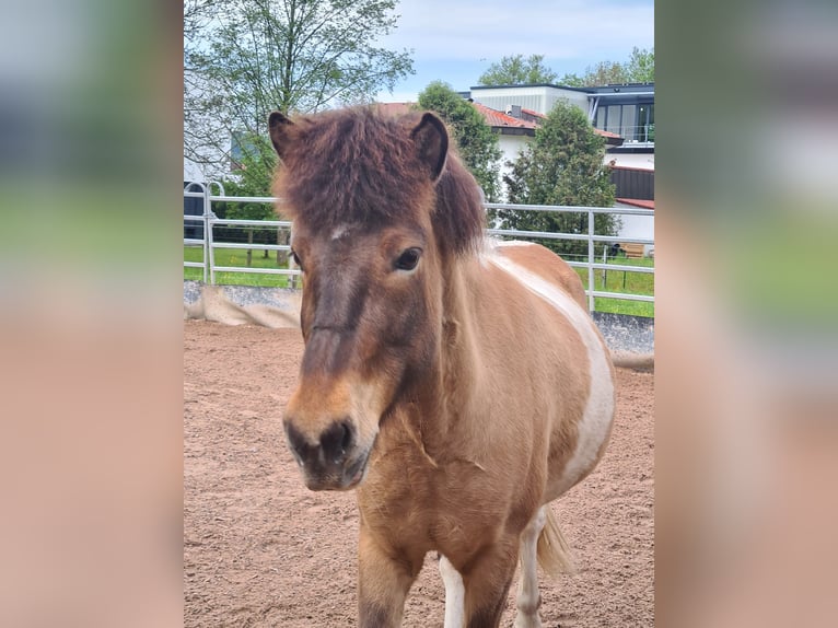 Caballos islandeses Yegua 8 años 134 cm in Rudersberg-Steinenberg