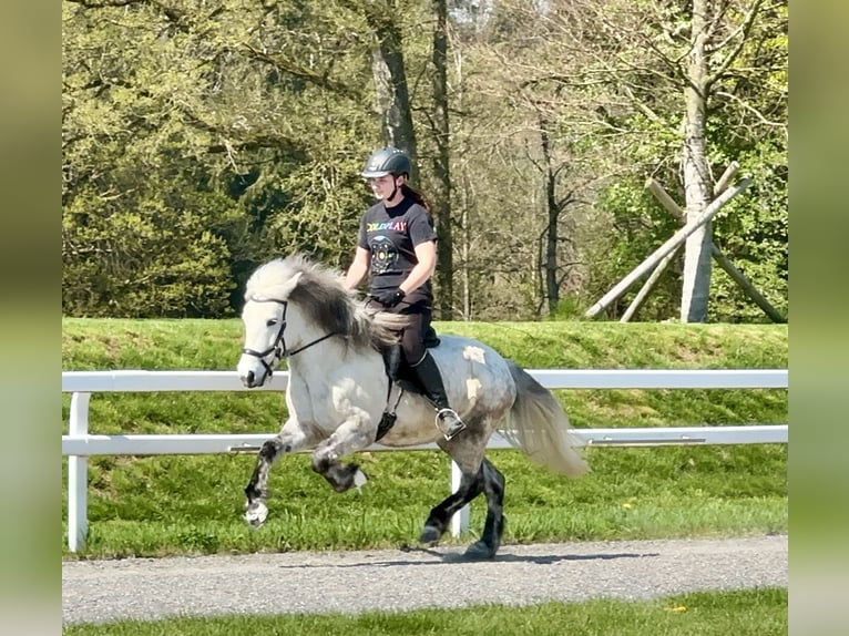 Caballos islandeses Yegua 8 años 134 cm Tordo rodado in Schechen