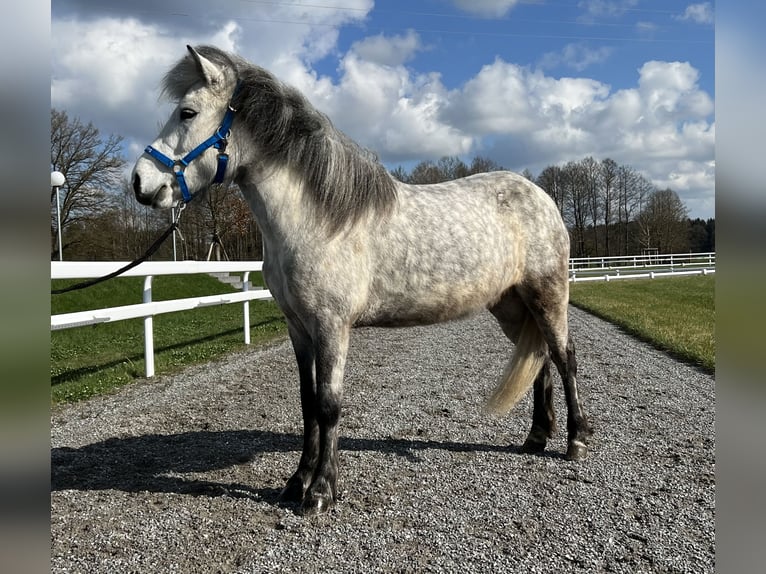 Caballos islandeses Yegua 8 años 134 cm Tordo rodado in Schechen