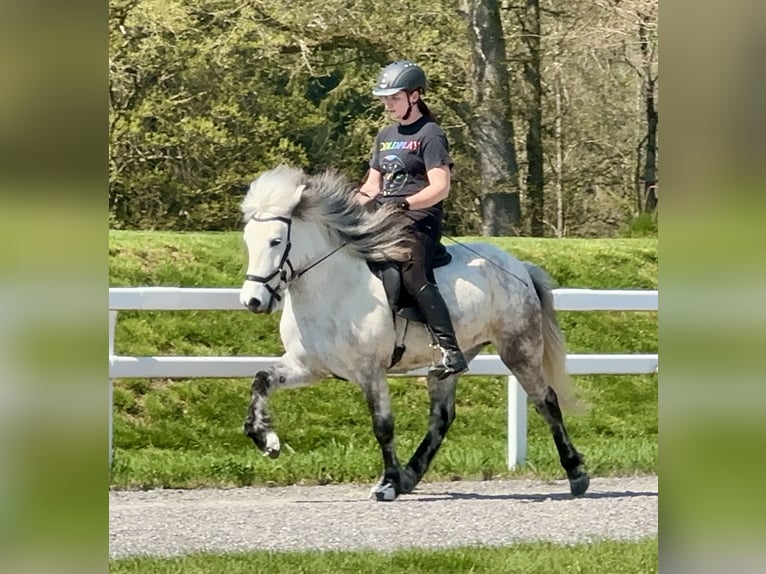 Caballos islandeses Yegua 8 años 134 cm Tordo rodado in Schechen