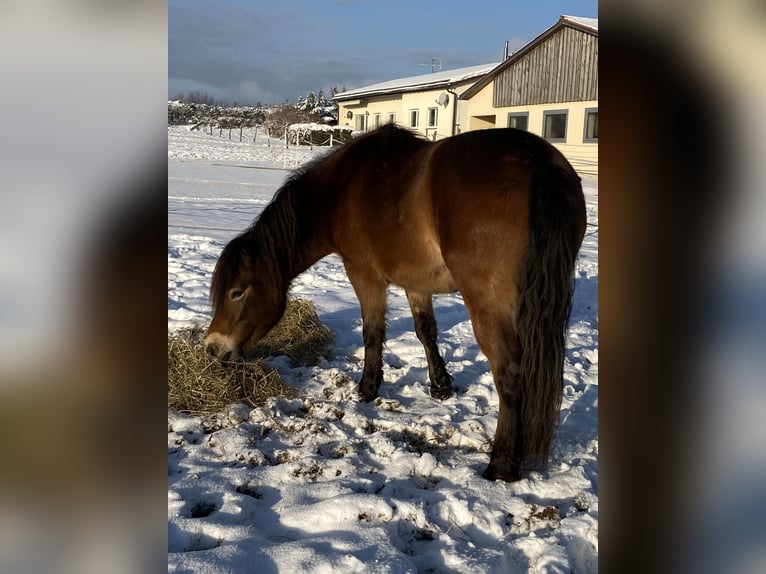 Caballos islandeses Mestizo Yegua 8 años 135 cm Castaño in Aalen