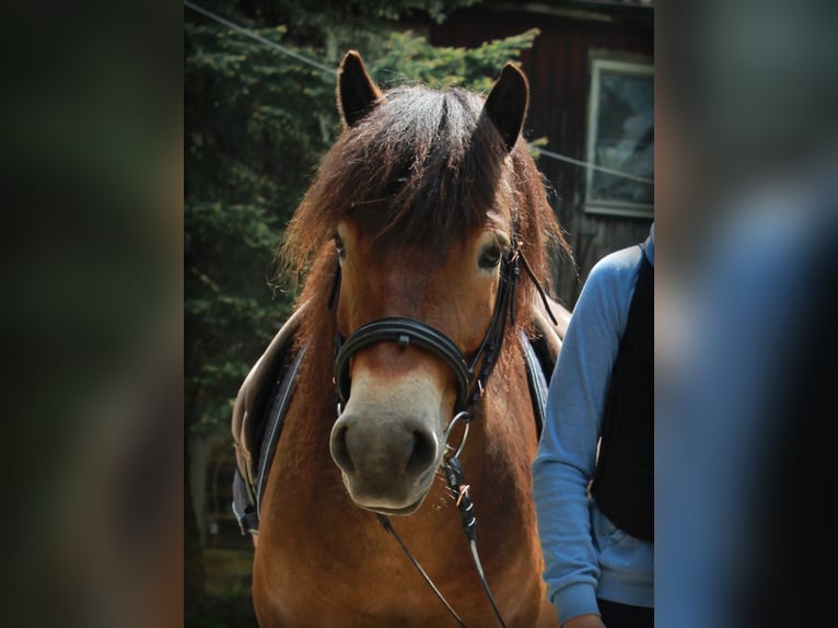 Caballos islandeses Mestizo Yegua 8 años 135 cm Castaño in Aalen