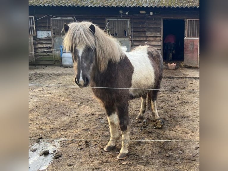 Caballos islandeses Yegua 8 años 135 cm Pío in Persingen