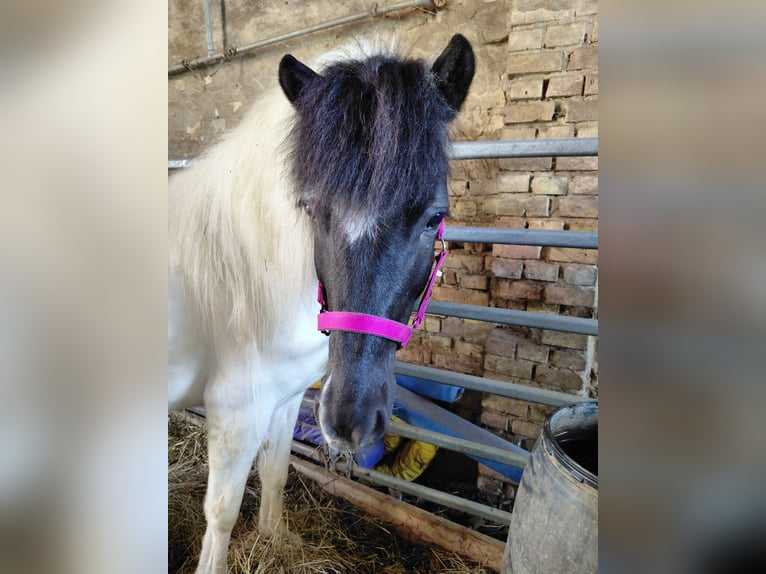 Caballos islandeses Yegua 8 años 135 cm Pío in Kandel