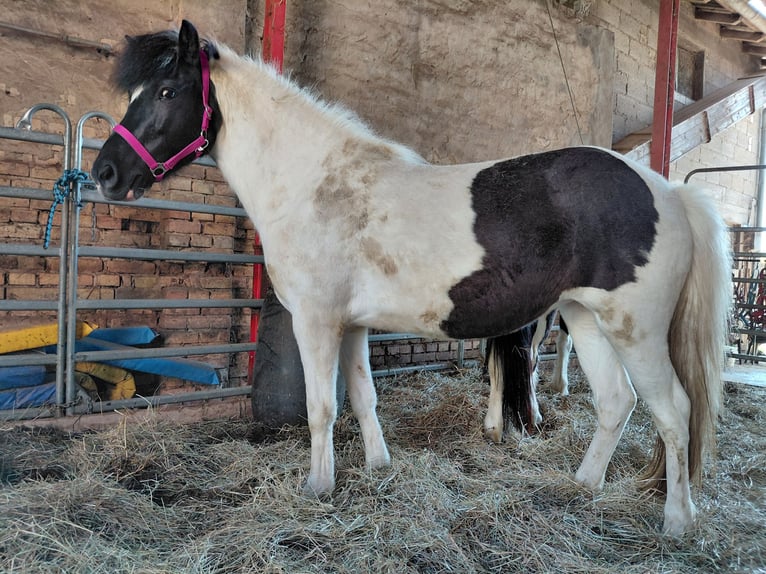 Caballos islandeses Yegua 8 años 135 cm Pío in Kandel