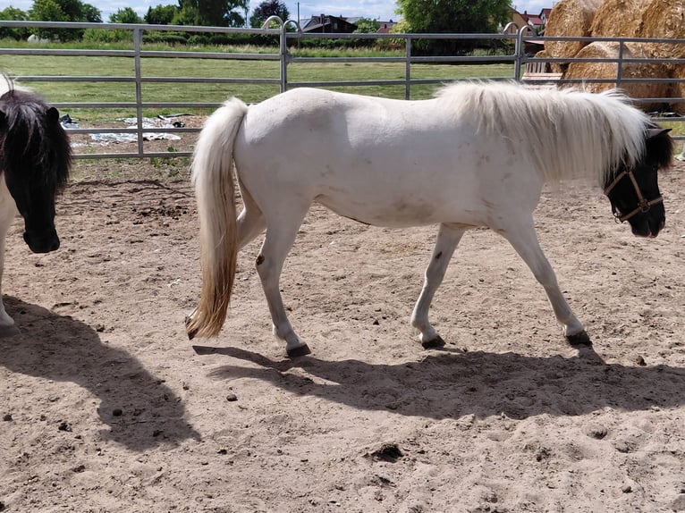 Caballos islandeses Yegua 8 años 135 cm Pío in Kandel