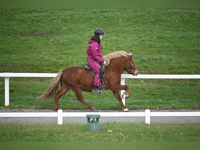 Caballos islandeses Yegua 8 años 136 cm Alazán in Fronreute