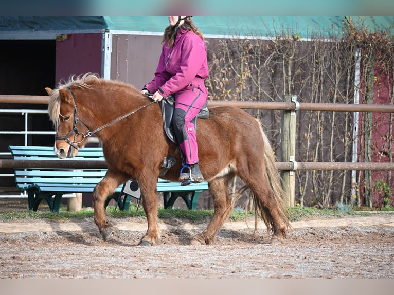 Caballos islandeses Yegua 8 años 136 cm Alazán in Fronreute