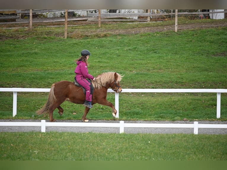 Caballos islandeses Yegua 8 años 136 cm Alazán in Fronreute