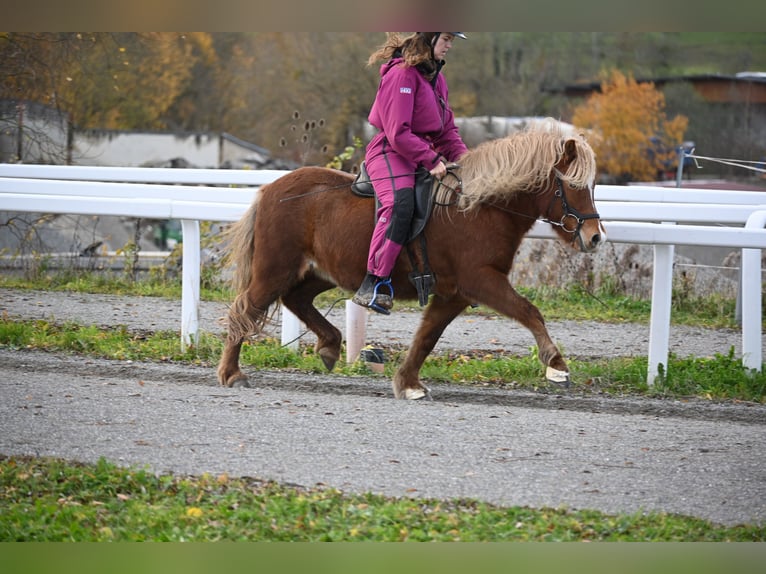 Caballos islandeses Yegua 8 años 136 cm Alazán in Fronreute