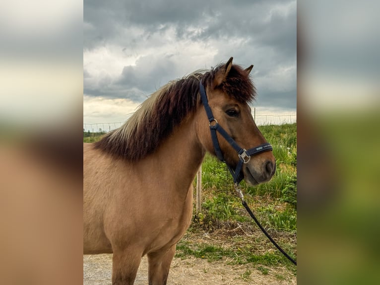 Caballos islandeses Yegua 8 años 136 cm Bayo in Oberstenfeld