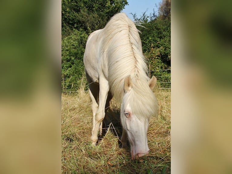 Caballos islandeses Yegua 8 años 136 cm Perlino in Saarland