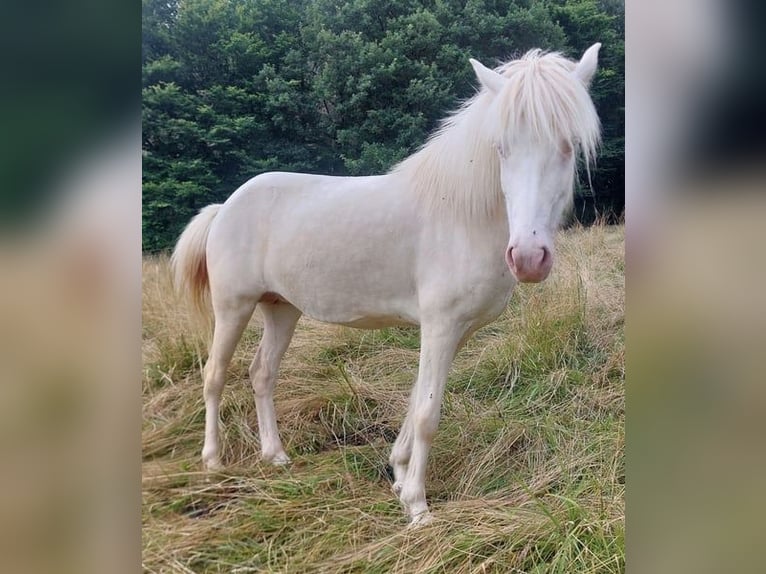 Caballos islandeses Yegua 8 años 136 cm Perlino in Saarland