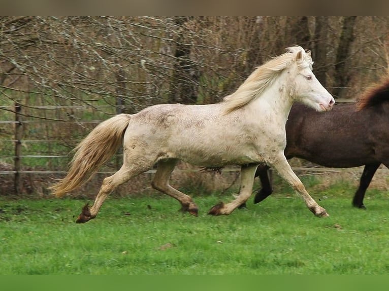 Caballos islandeses Yegua 8 años 136 cm Perlino in Saarland