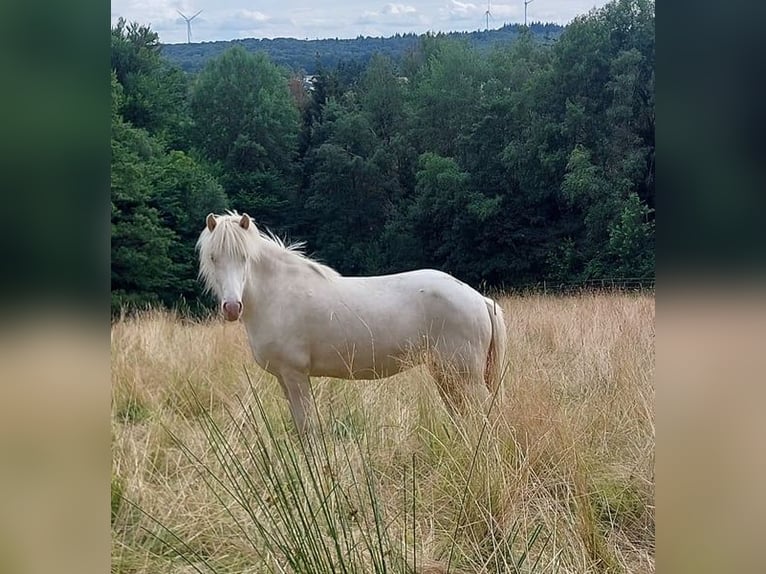 Caballos islandeses Yegua 8 años 136 cm Perlino in Saarland