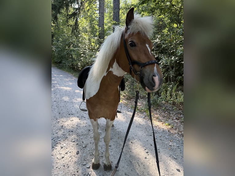 Caballos islandeses Yegua 8 años 136 cm Pío in Regenstauf